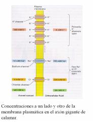 Presentaci