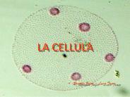 LA CELLULA