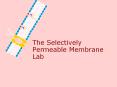 The Selectively Permeable Membrane Lab PowerPoint PPT Presentation