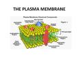 THE PLASMA MEMBRANE PowerPoint PPT Presentation