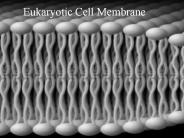 Eukaryotic Cell Membrane