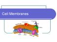 Cell Membranes PowerPoint PPT Presentation