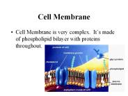 Cell Membrane