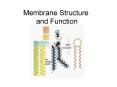 Membrane Structure PowerPoint PPT Presentation
