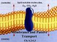 Membranes and Passive Transport PowerPoint PPT Presentation