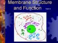 Membrane Structure and Function PowerPoint PPT Presentation