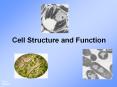 Cell Structure and Function PowerPoint PPT Presentation
