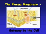The%20Plasma%20Membrane%20-