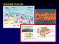 Membrane Structure PowerPoint PPT Presentation