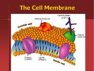 The Cell Membrane