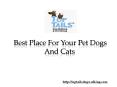 Best Place For Your Pet Dogs And Cats PowerPoint PPT Presentation