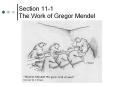 Section 11-1 The Work of Gregor Mendel PowerPoint PPT Presentation