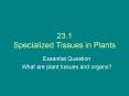 23.1 Specialized Tissues in Plants PowerPoint PPT Presentation