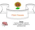 Plant Tissues PowerPoint PPT Presentation