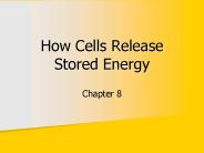 How Cells Release Stored Energy