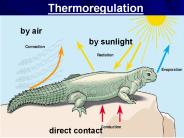 Thermoregulation