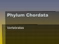Phylum%20Chordata PowerPoint PPT Presentation