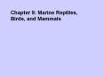 Chapter 9: Marine Reptiles, Birds, and Mammals PowerPoint PPT Presentation