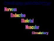 Human Body Systems Review: AP Biology