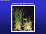 Efectos sobre el desarrollo vegetal