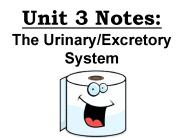 Unit 3 Notes:  The Urinary/Excretory System