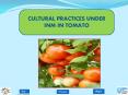 CULTURAL PRACTICES UNDER INM IN TOMATO PowerPoint PPT Presentation