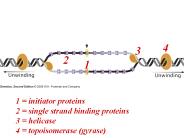 Population Genetics
