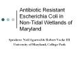 Antibiotic Resistant Escherichia Coli in Non-Tidal Wetlands of Maryland PowerPoint PPT Presentation