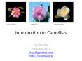 Introduction%20to%20Camellias PowerPoint PPT Presentation
