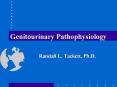 Genitourinary Pathophysiology PowerPoint PPT Presentation