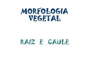 MORFOLOGIA VEGETAL