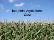 Industrial Agriculture: Corn