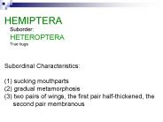 HEMIPTERA