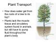 Plant Transport PowerPoint PPT Presentation