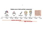 Cell Theory