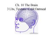 Ch. 10 The Brain 3 Lbs, Texture=Cold Oatmeal