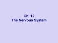 Ch. 12 The Nervous System PowerPoint PPT Presentation