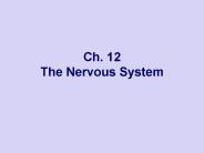 Ch. 12 The Nervous System