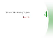 Tissue: The Living Fabric