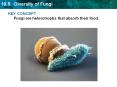 KEY CONCEPT Fungi are heterotrophs that absorb their food. PowerPoint PPT Presentation