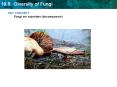 KEY CONCEPT Fungi are saprobes (decomposers) PowerPoint PPT Presentation