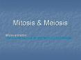 Mitosis PowerPoint PPT Presentation