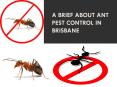 A brief about Ant Pest Control in Brisbane PowerPoint PPT Presentation