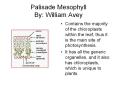 Palisade Mesophyll By: William Avey PowerPoint PPT Presentation