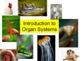 Introduction to Organ Systems PowerPoint PPT Presentation