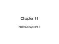 Nervous System II PowerPoint PPT Presentation