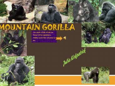 Mountain Gorilla