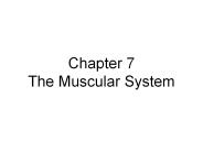 Chapter 7 The Muscular System