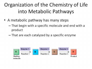 An Introduction to Metabolism