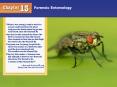 FORENSIC ENTOMOLOGY PowerPoint PPT Presentation